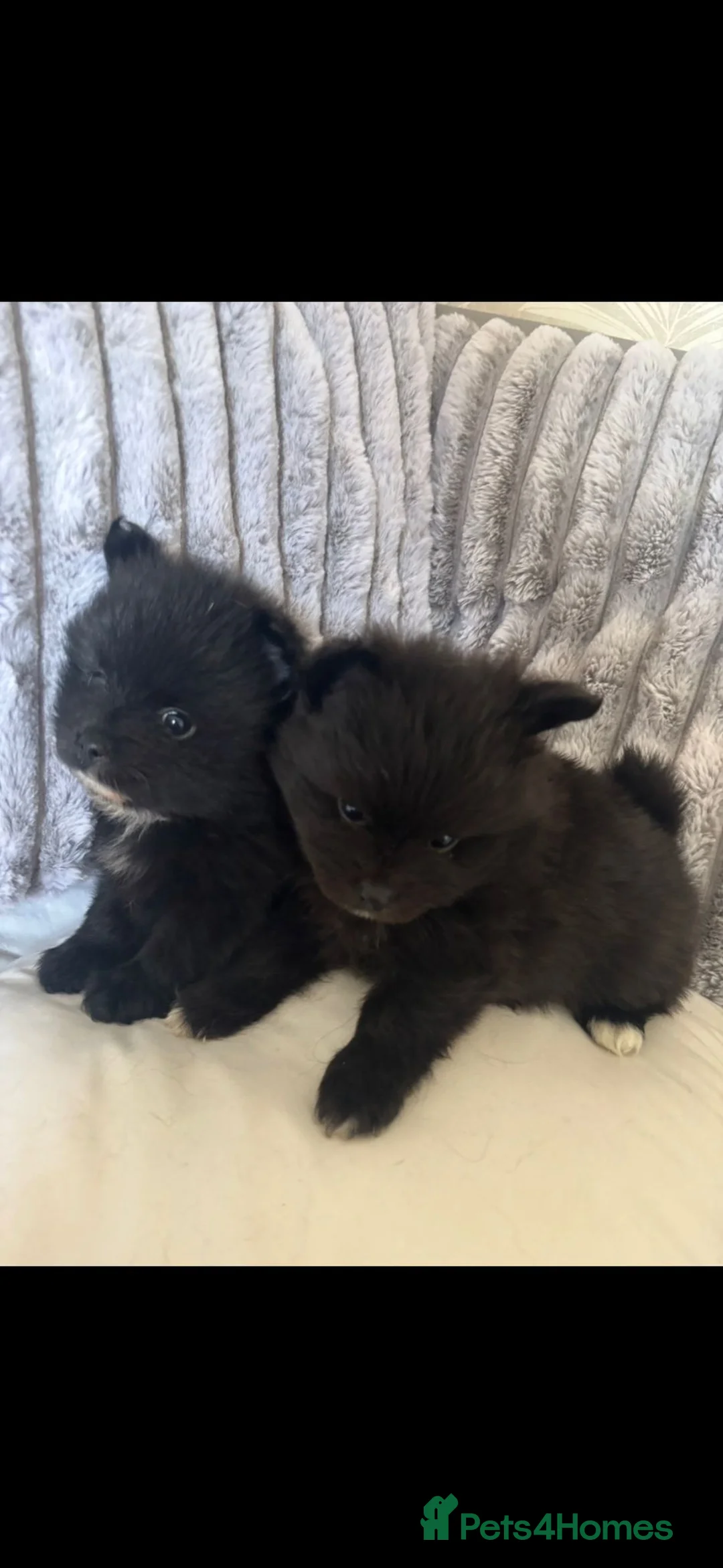 Pomeranian dogs for sale: Pomeranian puppies - Advert 1