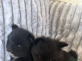 Pomeranian dogs Pomeranian puppies - Advert 12