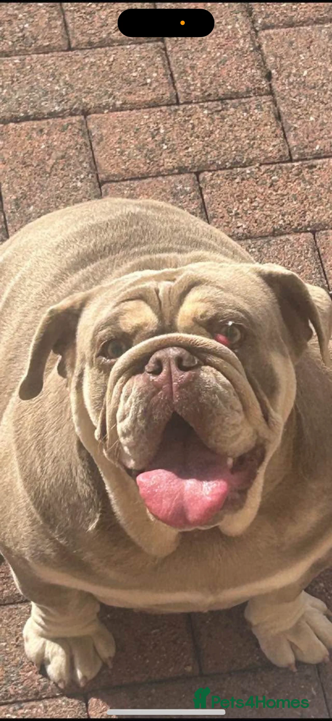 English Bulldog dogs for sale: British bulldogs  - Advert 1