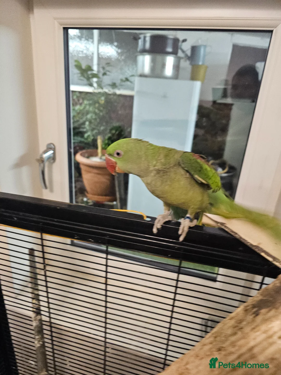 Parakeets birds for sale: Alexandrine parakeet in Derby - Advert 13
