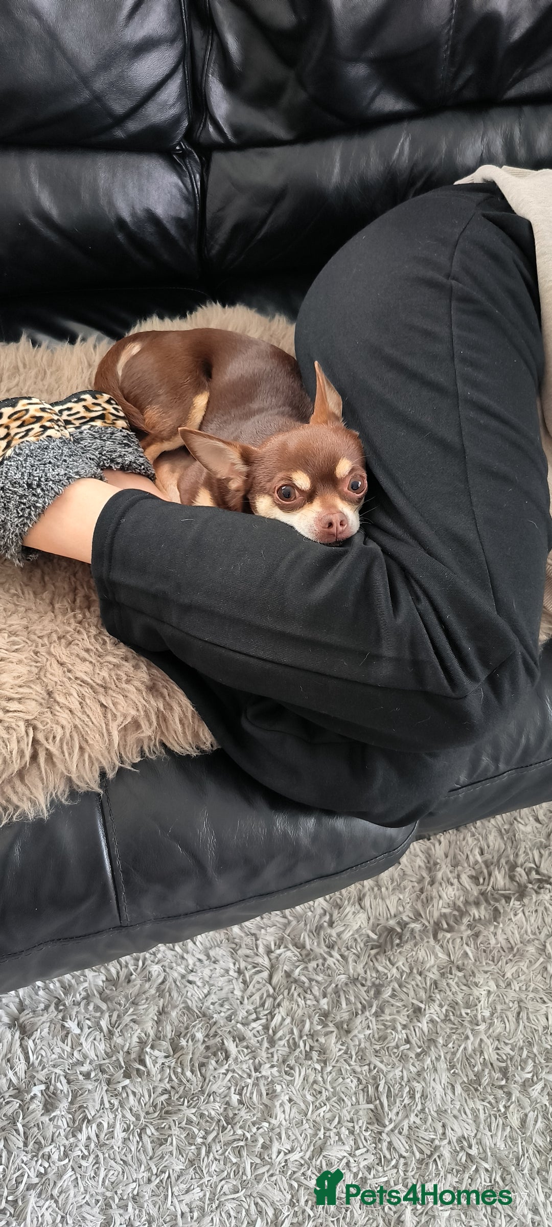 Chihuahua dogs for stud: Simba  - Image 4