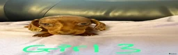 Dachshund dogs for sale: Dachshund puppies - Advert 30