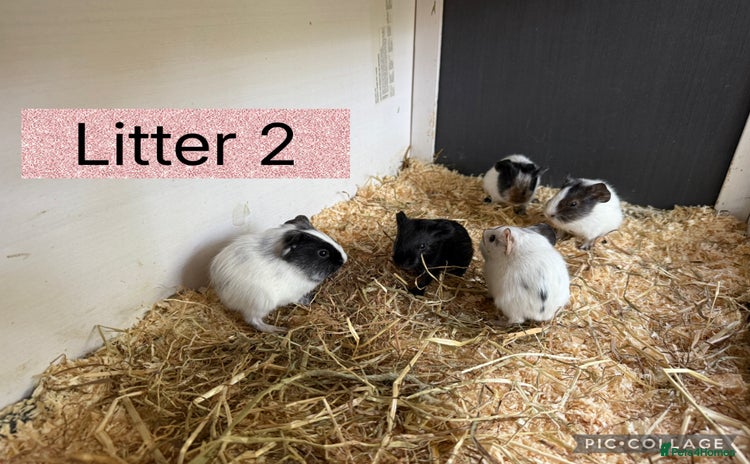 Guinea Pig rodents - Advert 8