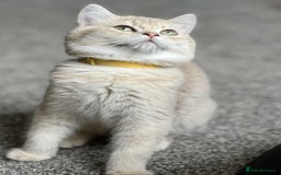British Shorthair cats for sale: BSH TICA Girls for sale - Image 6