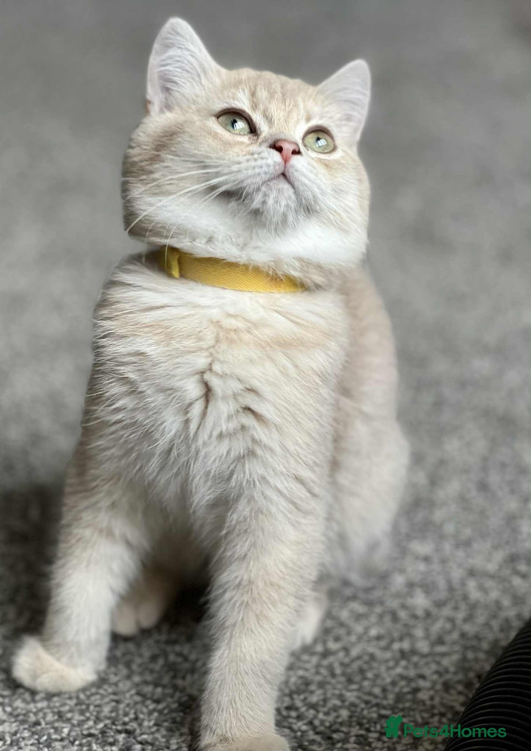British Shorthair cats for sale: BSH TICA Girls for sale - Image 6