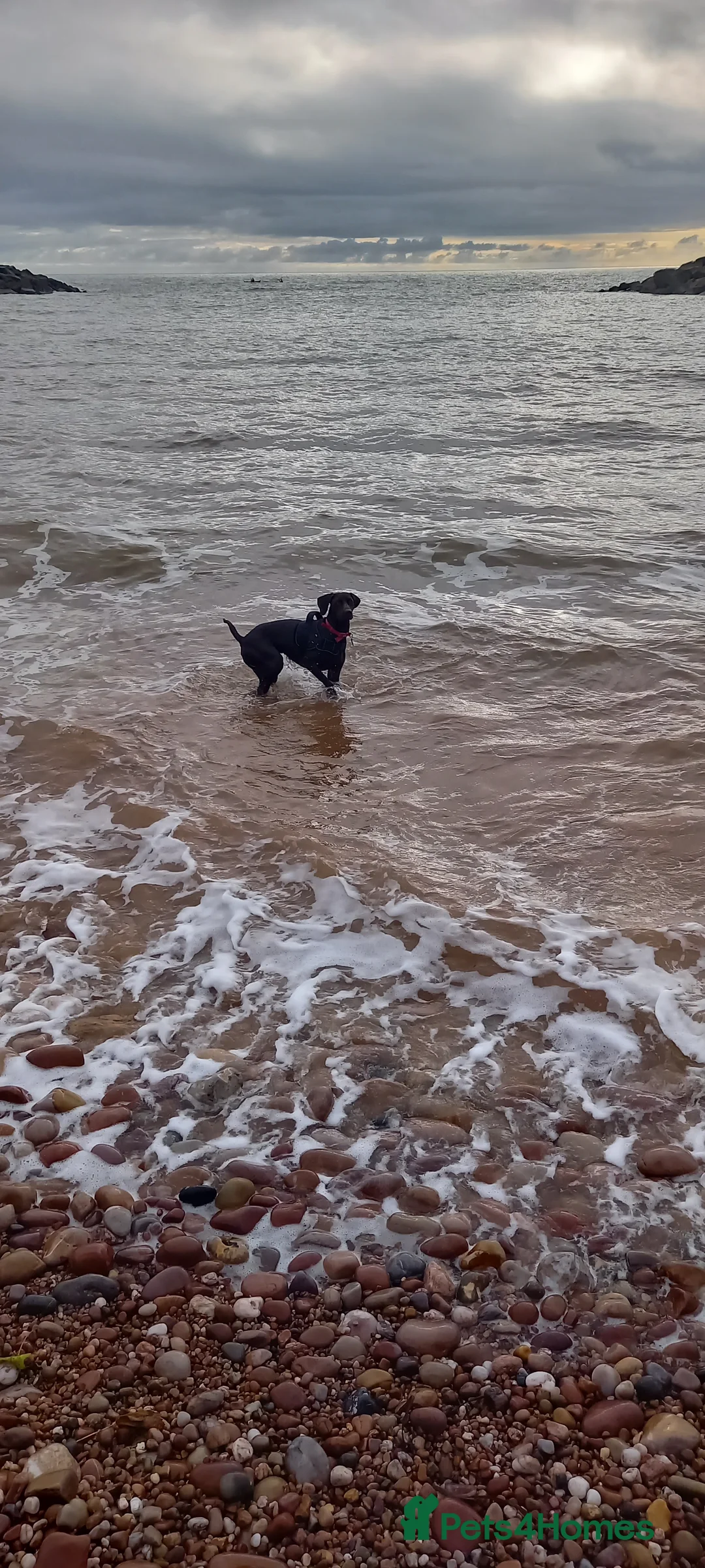 Mixed Breed dogs for sale: Our beautiful dog - Advert 16