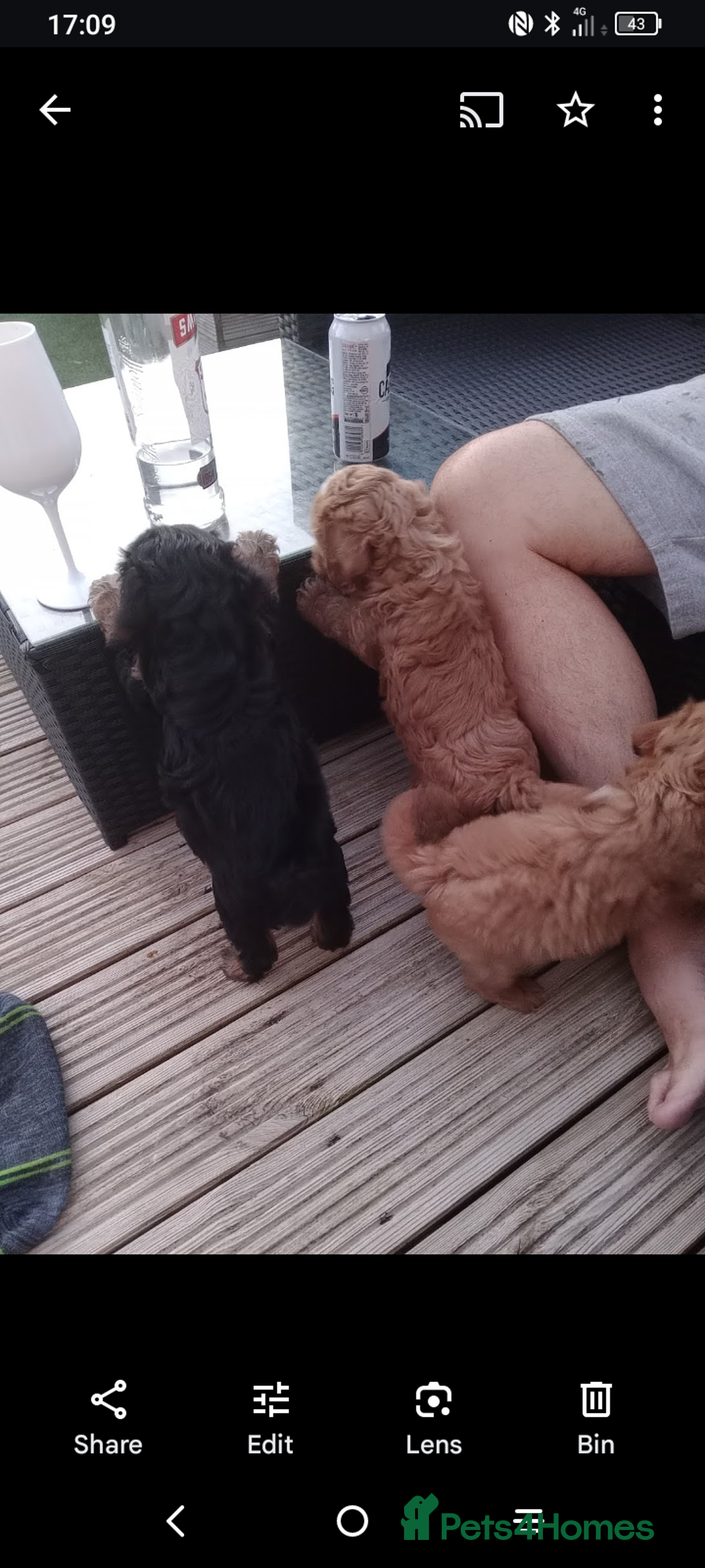 Cavapoo dogs for sale: lovely male 2 years old cavapoo  - Image 8