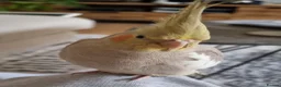 Cockatiels birds for sale: Hand tame and friendly Cockatiel – Minky in Purfleet - Advert 1