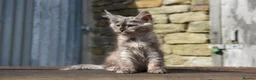 Maine Coon cats for sale: Xl Maine coon kittens parents Russian imports  - Advert 20