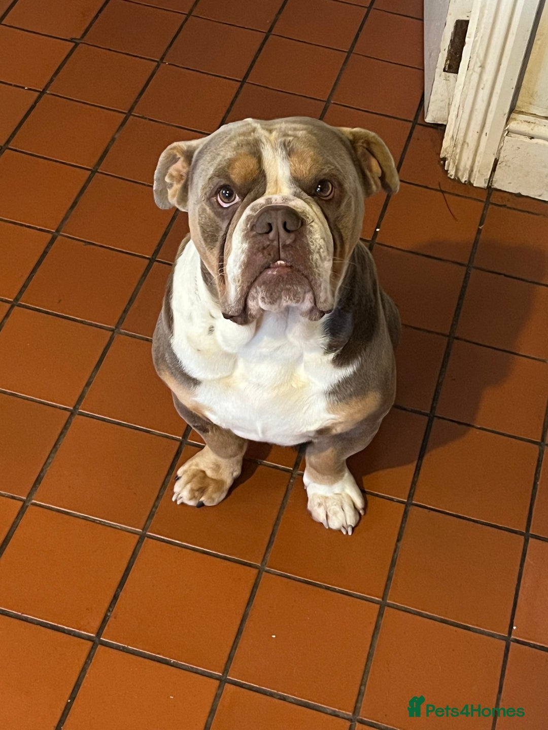 English Bulldog dogs for sale: Rehomimg due to break up - Image 13