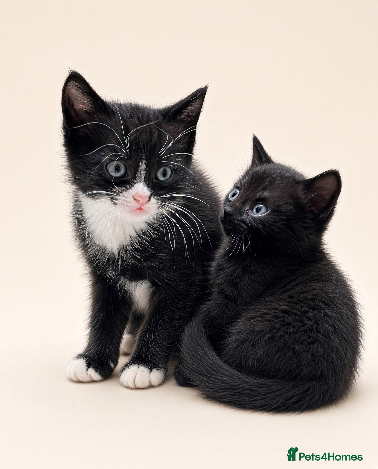 British Shorthair cats Beautiful Half British Shorthair Kittens - Advert 11