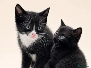 British Shorthair cats Beautiful Half British Shorthair Kittens - Advert 11