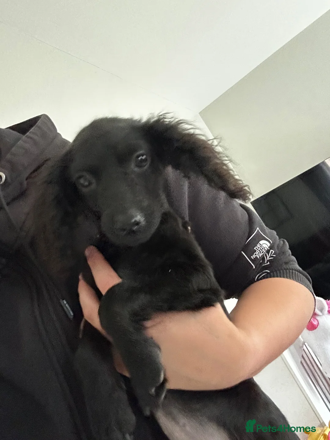 Cockapoo dogs for sale: Cockapoo Female Puppies in Workington - Advert 11