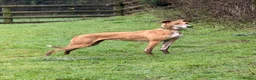 Mixed Breed dogs for sale: Outstanding Working-Bred Whippet Lurcher Puppies  - Advert 5