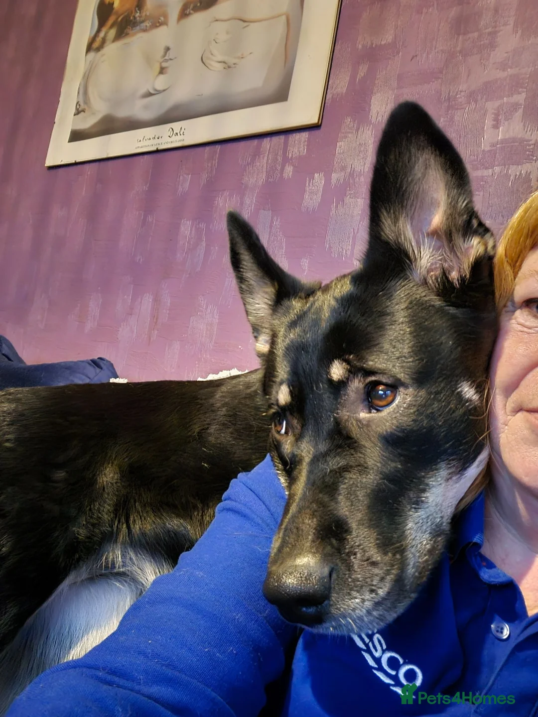 Mixed Breed dogs for sale: With a heavy heart in Market Harborough - Advert 2