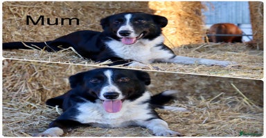 Border Collie dogs - Advert 3