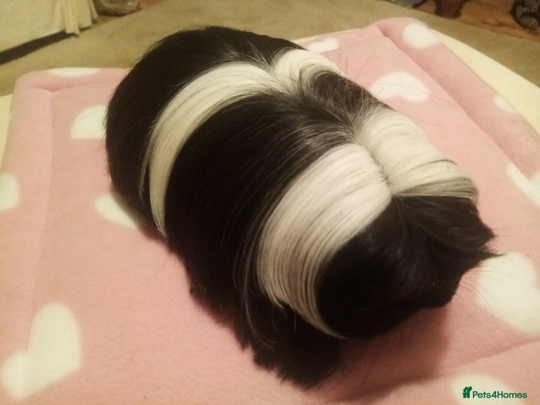 Guinea Pig rodents for sale: Sheltie, coronet, Merino Guinea pigs  - Advert 11