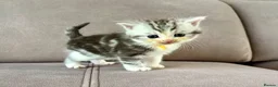 Mixed Breed cats for sale: 🐾✨ BEAUTIFUL FLUFFY PERSIAN-MIX KITTENS ✨🐾 - Advert 11