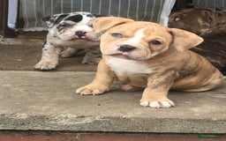 American Bully dogs for sale: Micro Merle bullys - Image 19