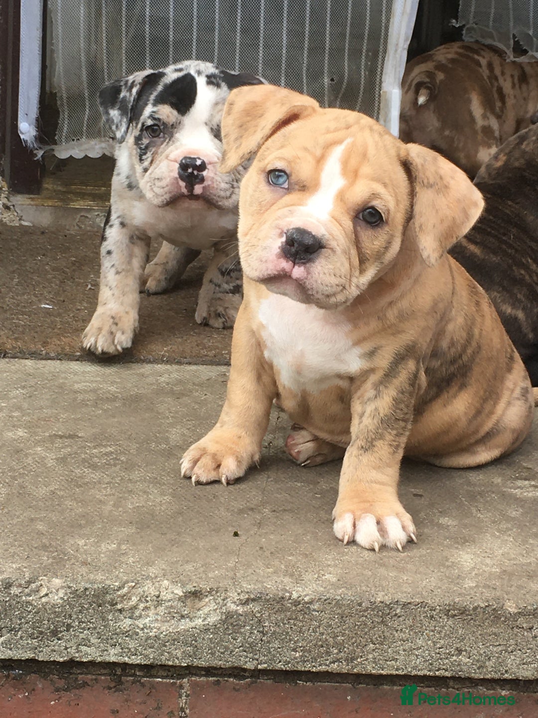 American Bully dogs for sale: Micro Merle bullys - Image 19