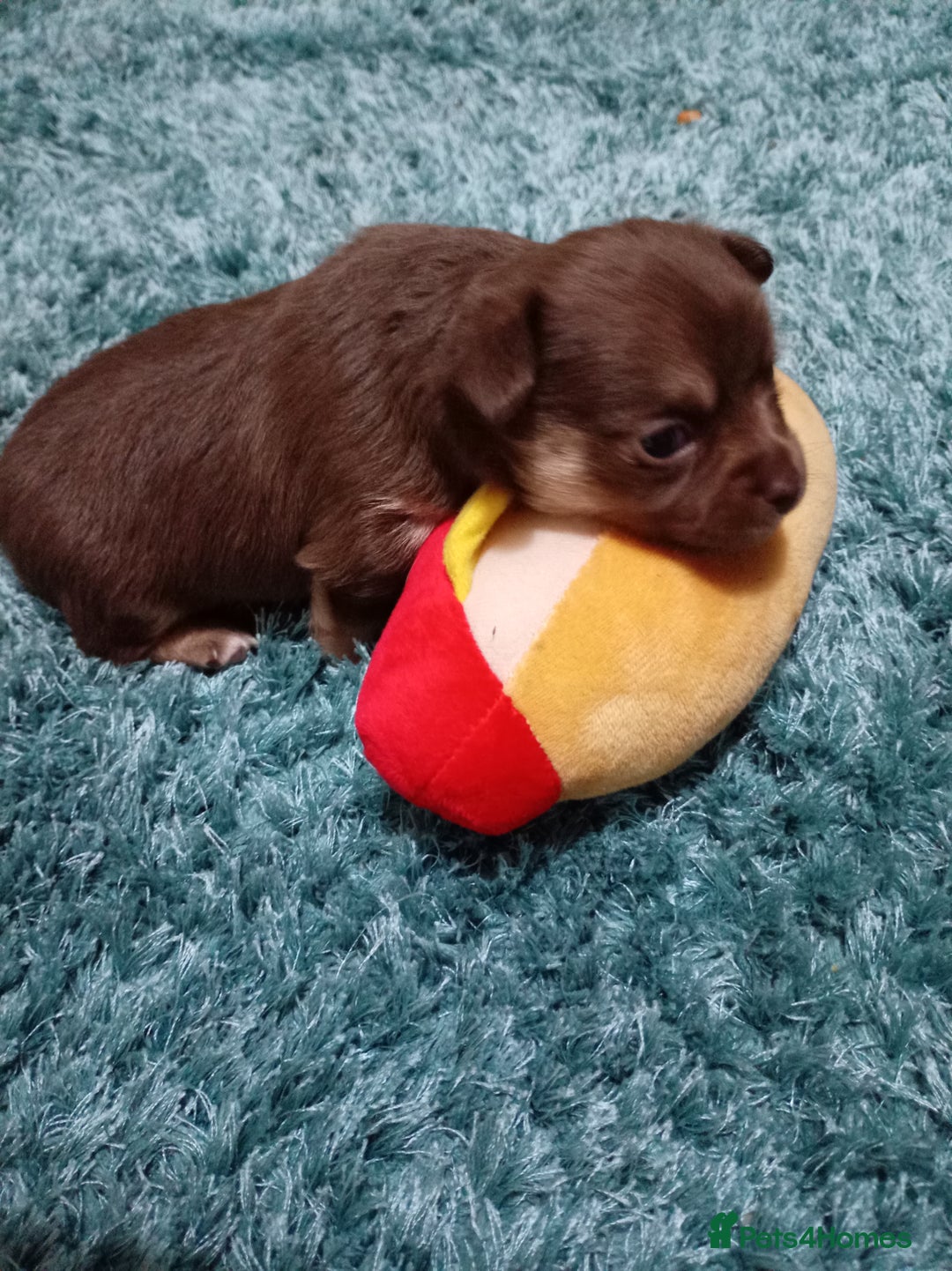 Chihuahua dogs for sale: 1 chocolate and tan boy  - Advert 4