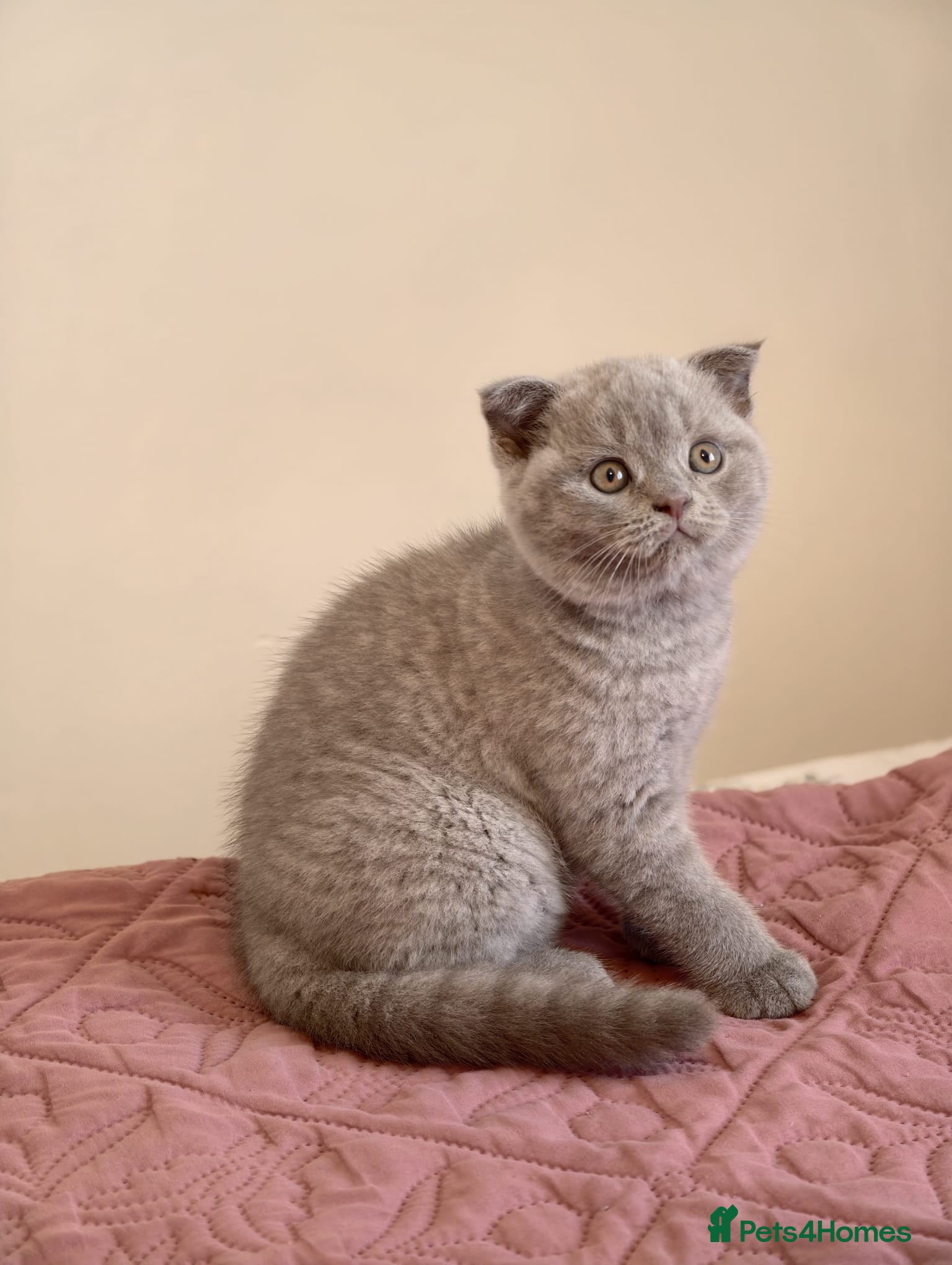 Scottish Fold cats 3 lovely Scotish Fold kittens  - Advert 5