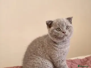 Scottish Fold cats 3 lovely Scotish Fold kittens - Advert 5