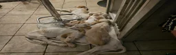 Italian Spinone dogs for sale: Italian Spinone Pups - Advert 3