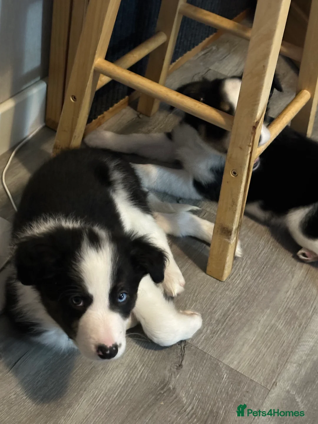 Border Collie dogs for sale: Beautiful Border Collies - Advert 3