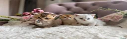 British Shorthair cats for sale: Beautiful British Shorthair Kittens  - Advert 7
