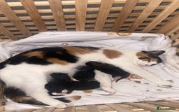 Domestic Shorthair cats for sale: Adorable Kittens for sale - 1 male and 1 female - Image 8
