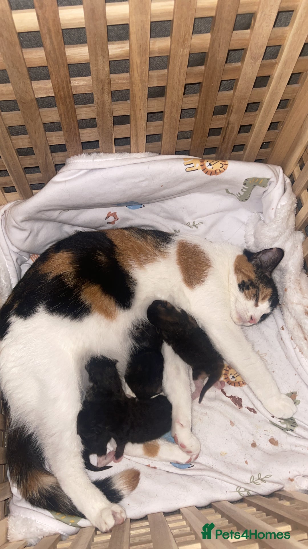 Domestic Shorthair cats for sale: Adorable Kittens for sale - 1 male and 1 female - Image 8