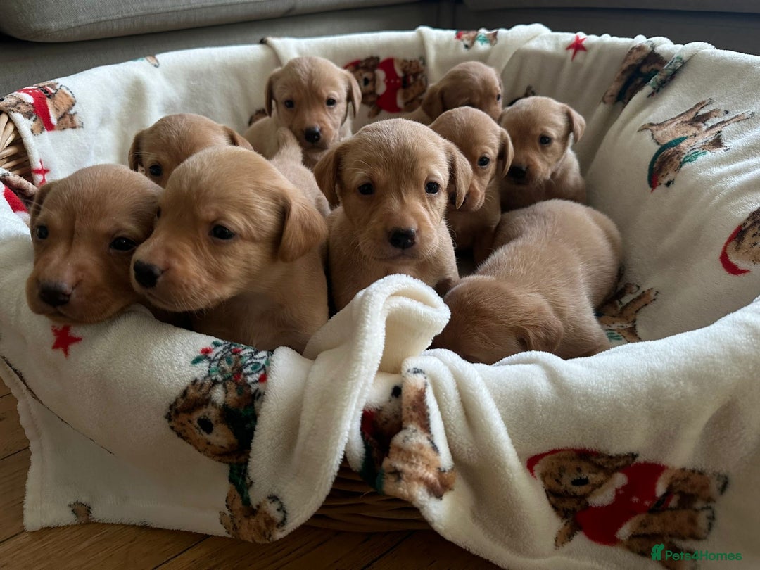 Labrador Retriever dogs for sale: KC REG LABRADORS /FULLY HEALTH TESTED PARENTS ⭐️🏆 - Advert 5