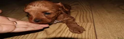 Maltipoo dogs for sale: 🐶 Stunning Brown/Red F1B Maltipoo Puppies ❤️ in Luton - Advert 17