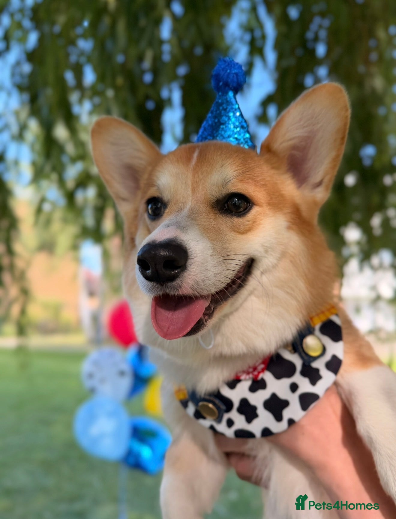 Welsh Corgi Pembroke dogs KC Registered Pembroke Welsh Corgi Stud Available - Advert 1