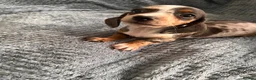 Dachshund dogs for sale: Miniature Dachsund Puppies - Advert 5