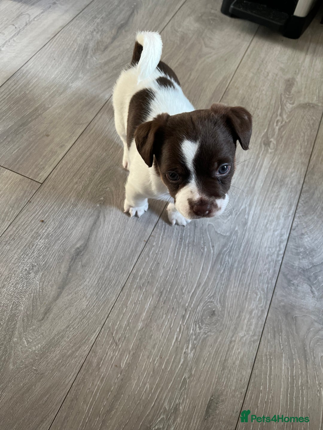 Jack Russell dogs for sale: Jack Russel  - Advert 4
