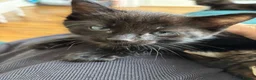 Domestic Shorthair cats for sale: 3 Kittens Ready Oct 4th - WR12 - Advert 30