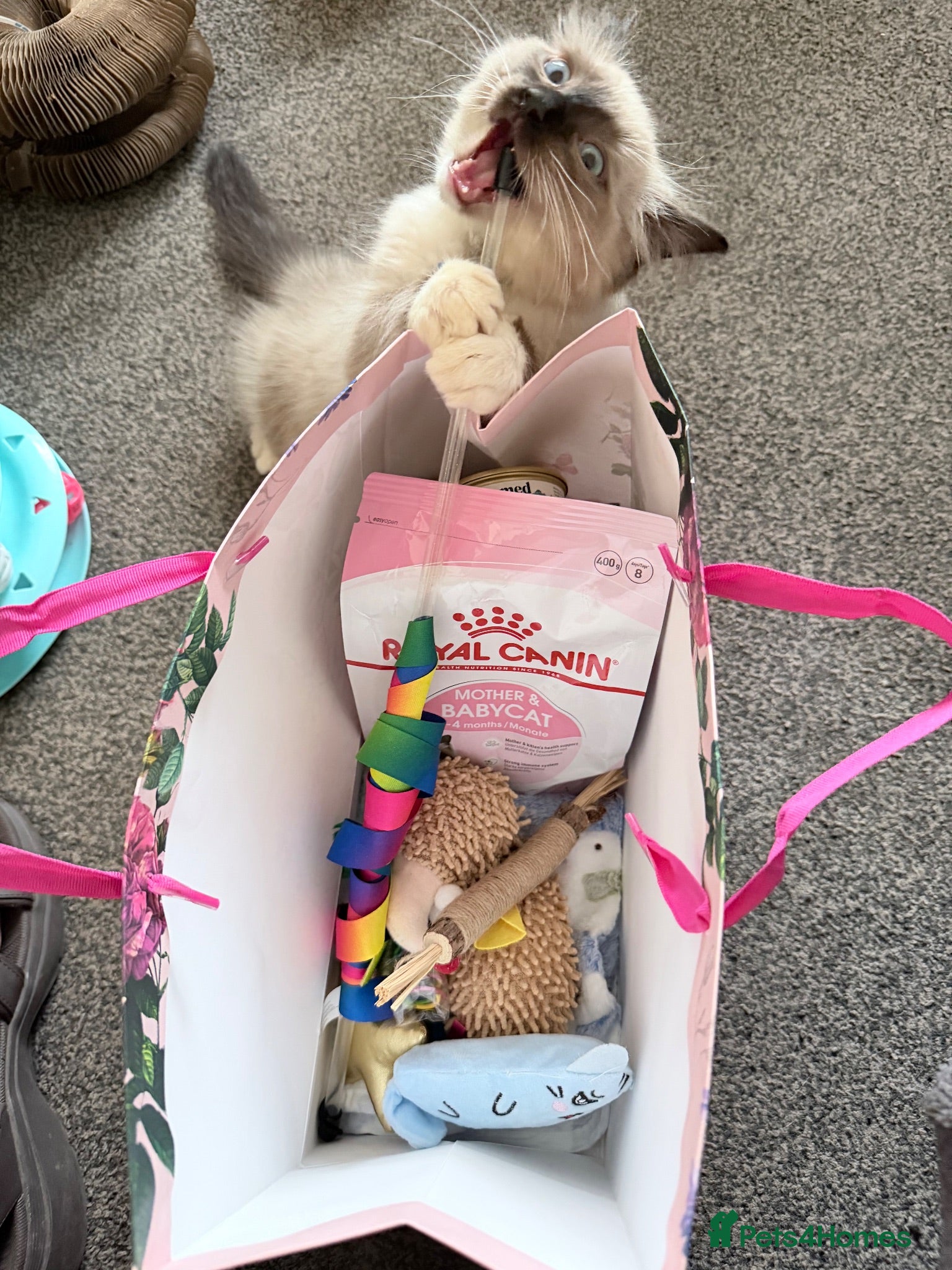 Ragdoll cats 3 full Ragdoll boys Goody bags ready  - Advert 1