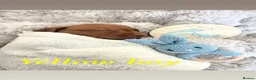 Hungarian Vizsla dogs for sale: Chunky KC Registered Hungarian Vizsla Puppies in Littleborough - Advert 12