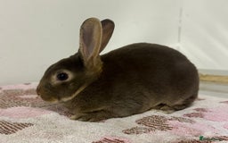 Rex rabbits for sale: Stunning mini Rex babies - Image 3