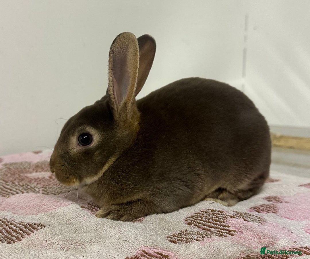 Rex rabbits for sale: Stunning mini Rex babies - Image 3