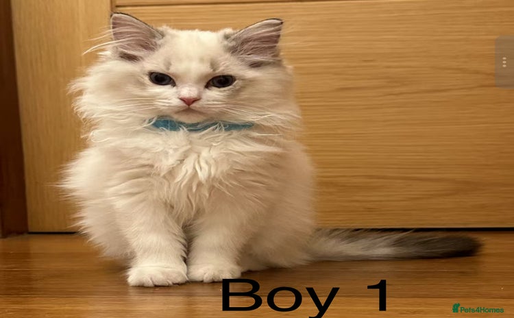 Ragdoll cats - Advert 8