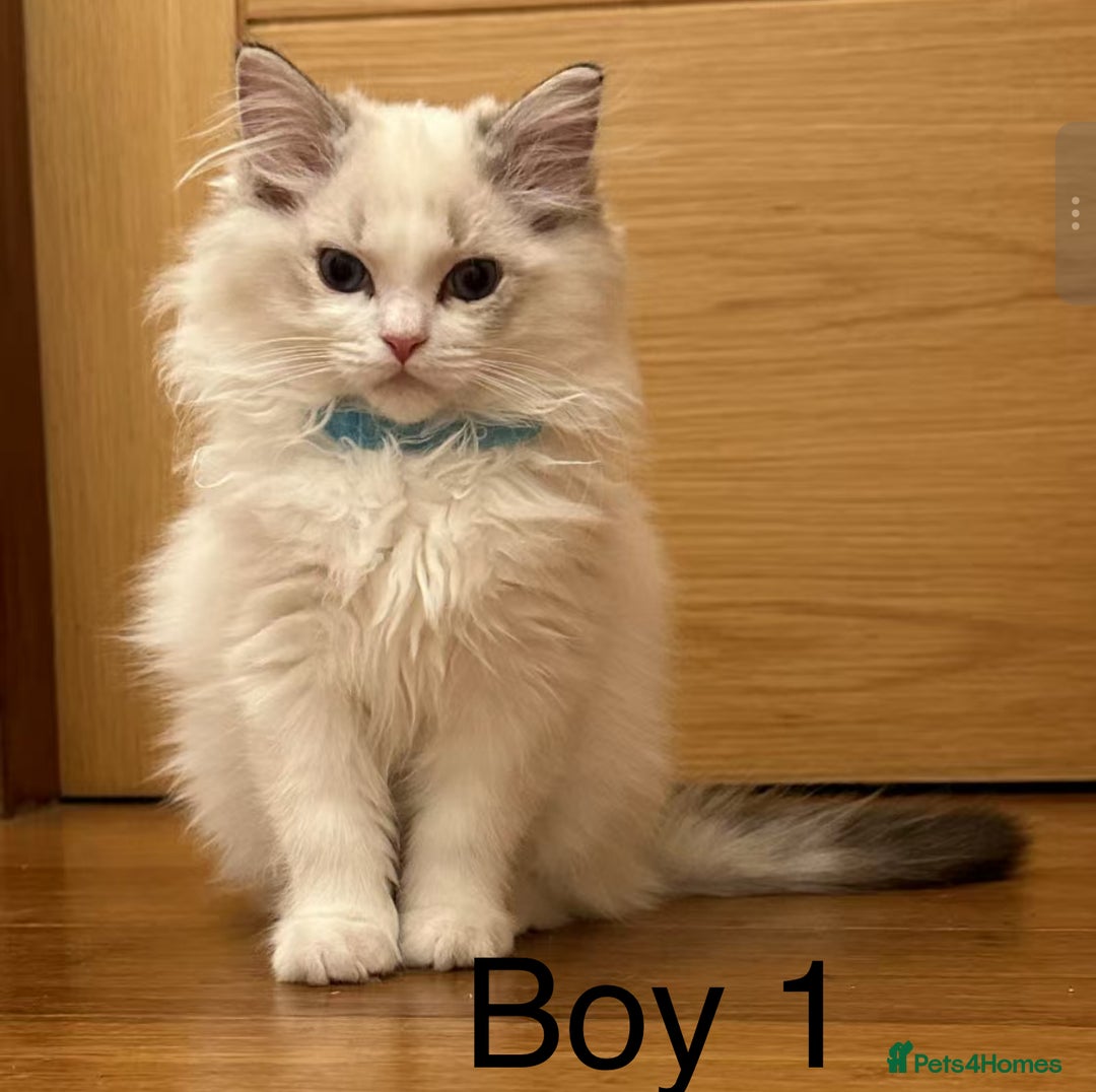 Ragdoll cats for sale: 4 Ragdoll boys( only one left) - Image 1