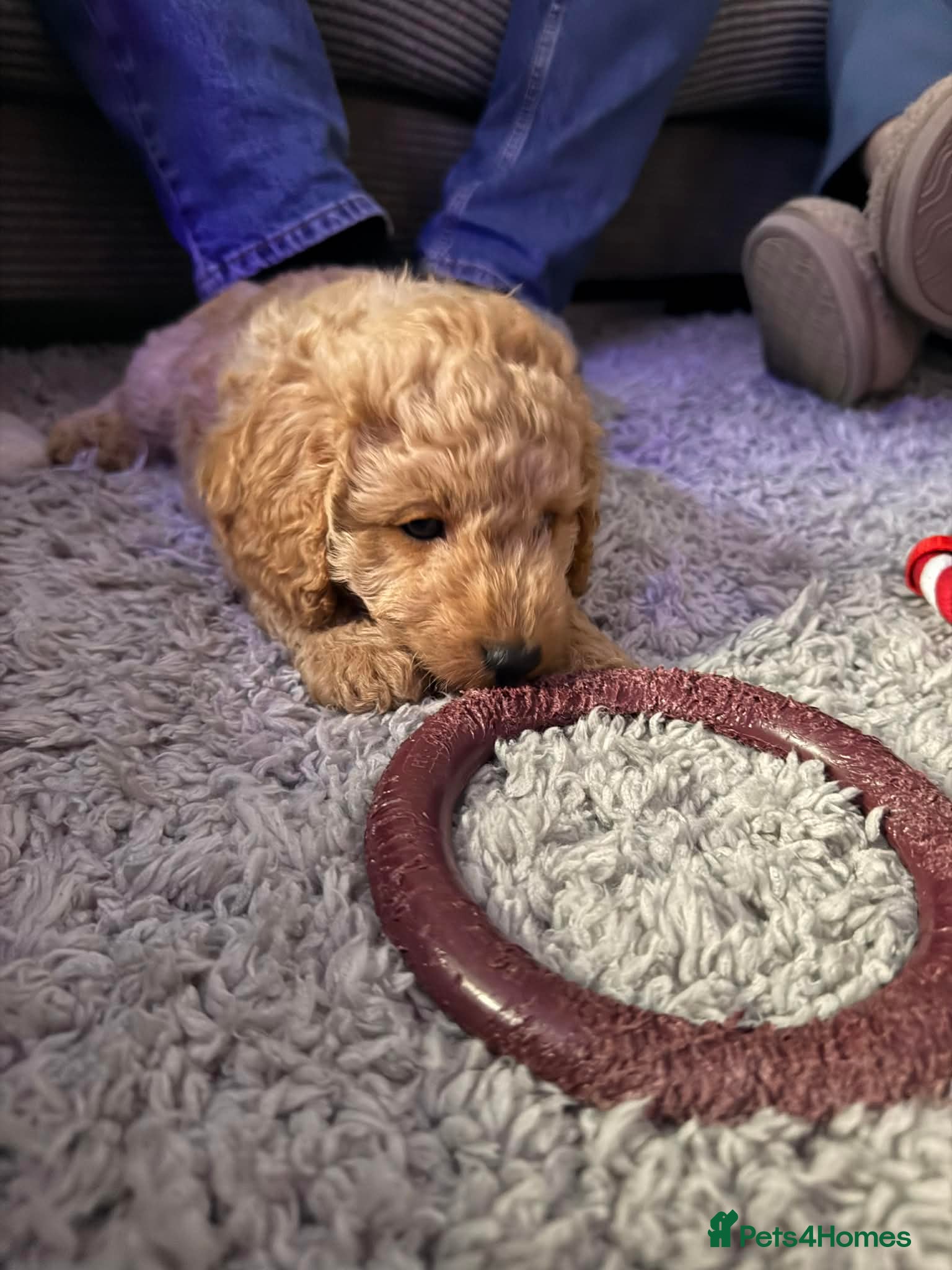 Cockapoo dogs Male cockapoo puppy  - Advert 6
