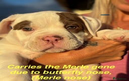 Olde English Bulldogge dogs for sale: Olde English Bulldogge Puppy Ready To Go - Image 2