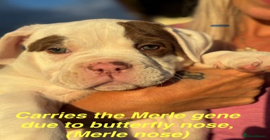 Olde English Bulldogge dogs - Advert 10
