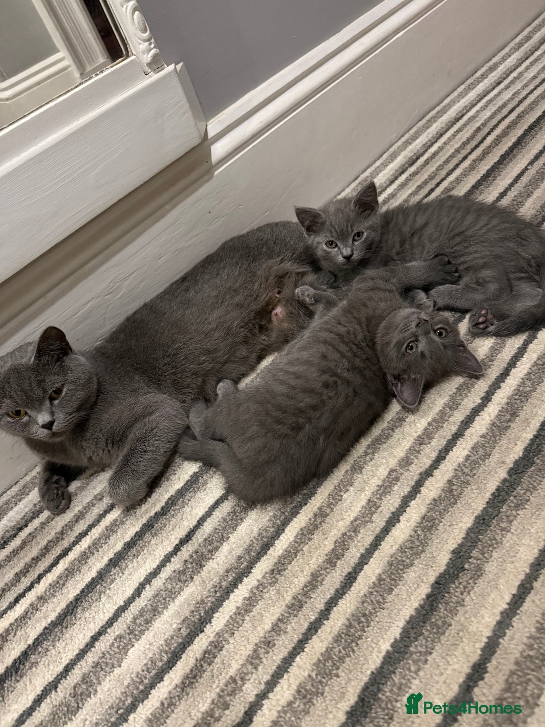 British Shorthair cats for sale: Beautiful Female Kittens Half British Shorthair - Advert 1