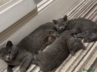 British Shorthair cats Beautiful Female Kittens Half British Shorthair - Advert 9