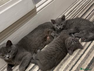 British Shorthair cats Beautiful Female Kittens Half British Shorthair - Advert 5